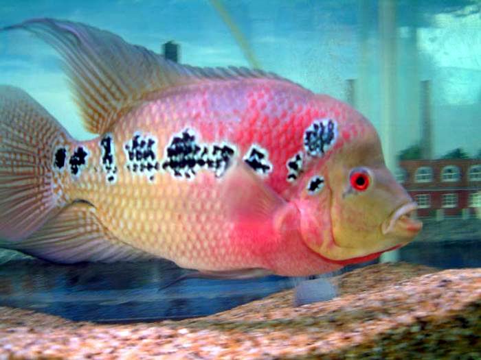 Flower Horn Cichlid Hybrid